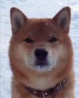 tata shiba inu