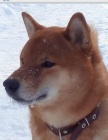 tata shiba inu