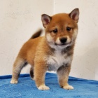 Rozkon tata shiba inu na prodej