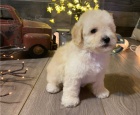 Krsn tata maltipoo retrvra