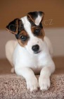 Jack Russell