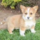 krsn welsh corgi pro nov domovy