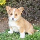 krsn welsh corgi pro nov domovy