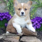 krsn welsh corgi pro nov domovy