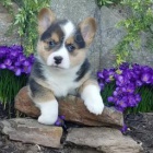 krsn welsh corgi pro nov domovy