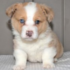 krsn welsh corgi pro nov domovy