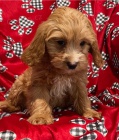 cavapoo tata jsou k dispozici,  