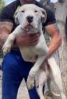 Dogo Argentino tata