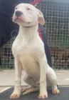 Dogo Argentino tata