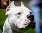 Dogo Argentino tata