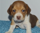 tata beagle jsou k dispozici,