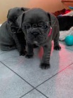  ttka FRENCH BULLDOG k adopci.