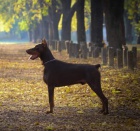 tata dobermana na prodej