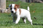 Hnd tata Jack Russell na prodej.