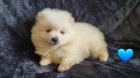 Ndhern vrh Pomeranians s PP~ Feneka 