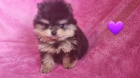 Ndhern vrh Pomeranians s PP~ Feneka 