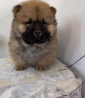  Mini Pomeranian without PP