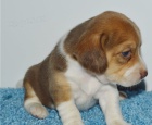 krsn beagle k adopci