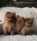 Pomeranian tata na prodej.