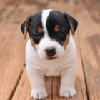 Jack Russell tata