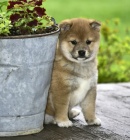 tata SHIBA INU bez PP