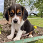 beagle tata trikolra