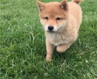 fantastick tata shiba inu