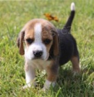 roztomil ttka Beagle ..