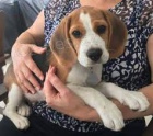 vynikajc tata Beagle ..