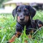 roztomil doberman ..