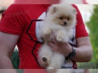 Pomeranian Chlapec PP FCI