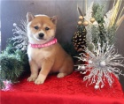 Krsn tata shiba inu