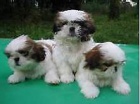 tata shih tzu