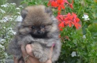 Pomeranian tata