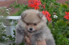 Pomeranian tata