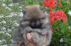 Pomeranian tata