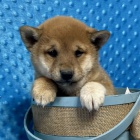 Krsn Shiba inu ttka s PP