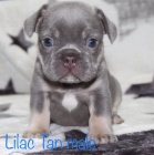 Lilac a blue tan francouzsk buldok tata