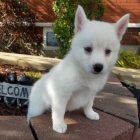 krsn bl pomsky tn k dispozici k adopci