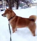 tata shiba inu