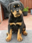 ROTTWEILLER tata jsou k dispozici, 