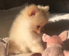 Pomeranian tata bez PP k adopci