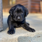 tata ernho labradorskho retrvra na prodej.