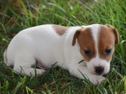 asn a zdrav tata jack russell terira na prodej.