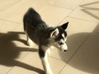 modr oi ttka sibiskho husky pro adopci. kontakt pro vce informac a obrzk