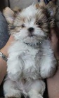 lika tat shih tzu