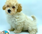 Maltipoo tata pro pijet