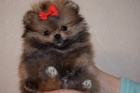 Pomeranian tata k adopci