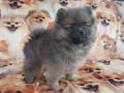 Pomeranian tata k adopci