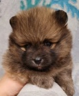 Pomeranian tata k adopci